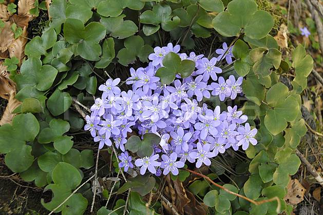 ad061086LE : Fleurs de montagne, Hépatiques, Alpes. Europe, CEE, fleur, mauve, C02, C01 Annecy 2018, flore, gros plan, moyenne montagne (France).