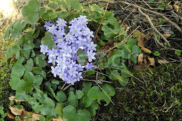 ad061088LE : Fleurs de montagne, Hépatiques, Alpes. Europe, CEE, fleur, mauve, C02, C01 Annecy 2018, flore, gros plan, moyenne montagne (France).