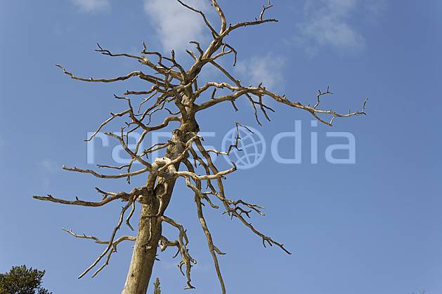 ad061278LE : Arbre sec. Europe, CEE, branche, ciel bleu, C02, C01 arbre, flore, voyage aventure (Finlande).