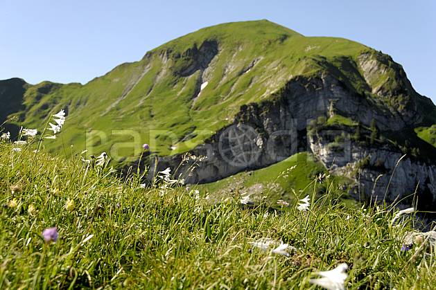ad062522LE : Massif de la Tournette, Lis de Saint Bruno, Haute-Savoie, Alpes. Europe, CEE, fleur, C02, C01 Annecy 2018, flore, gros plan, moyenne montagne, paysage (France).
