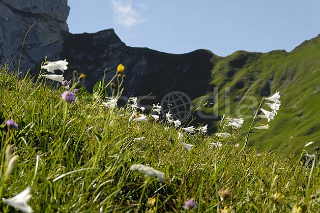 ad062523LE : Massif de la Tournette, Lis de Saint Bruno, Haute-Savoie, Alpes. Europe, CEE, fleur, C02, C01 Annecy 2018, flore, gros plan, moyenne montagne, paysage (France).