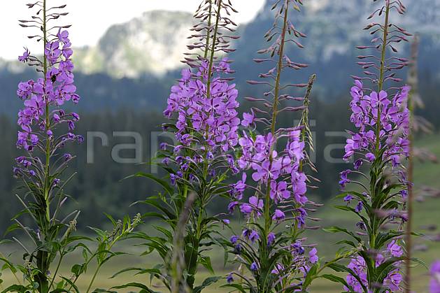 ad062959LE : Epilobes. Europe, CEE, épilobe, fleur, mauve, C02, C01 Annecy 2018, flore, gros plan, moyenne montagne (France).