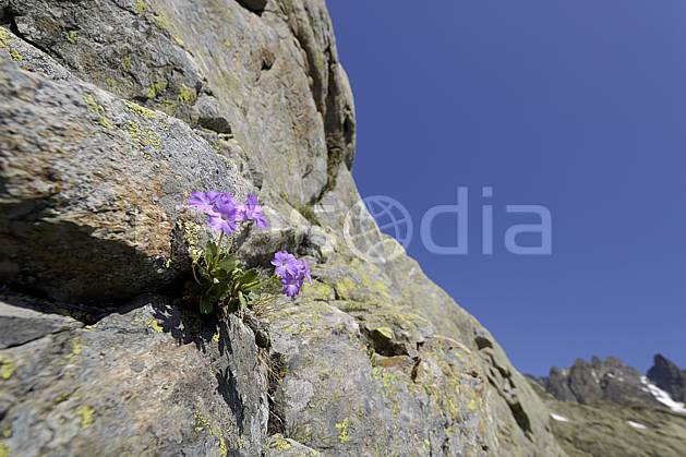 ad071462LE : Primevères farineuses, Aiguilles Rouges, Chamonix, Alpes. Europe, CEE, fleur, falaise, C02 Annecy 2018, flore, gros plan, moyenne montagne (France).