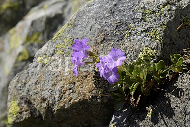 ad071463LE : Primevères farineuses, Aiguilles Rouges, Chamonix, Alpes. Europe, CEE, fleur, C02 Annecy 2018, flore, gros plan, moyenne montagne (France).