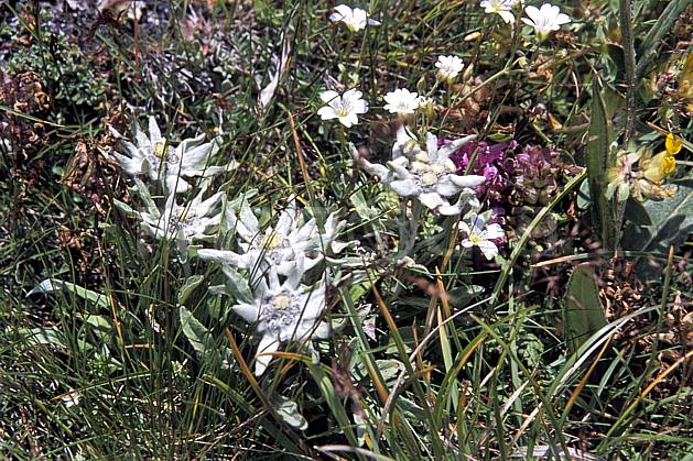 ad2519-03LE : Edelweiss, Alpes. Europe, Edelweiss, fleur, fleur blanche, C02, C01 flore, gros plan, moyenne montagne (Suisse).