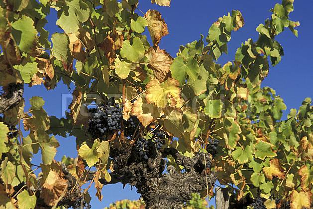 ad2796-05LE : Vigne et raisin, Alpes. Europe, CEE, fruit, vigne, raisin, C02, C01 Annecy 2018, arbre, flore, gros plan (France).