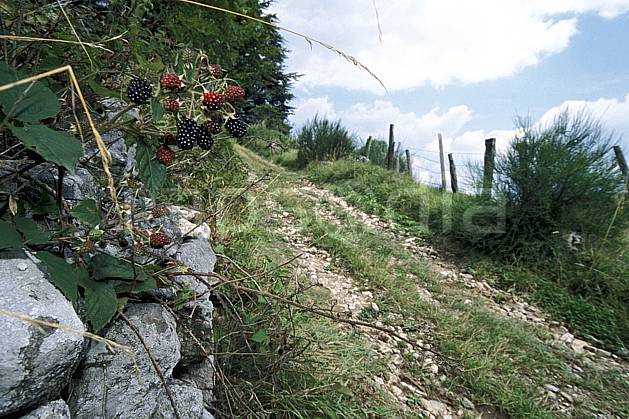 ad2893-16LE : Mūres, Savoie, Alpes. Europe, CEE, fruit, sentier, C02, C01 Annecy 2018, flore, gros plan, moyenne montagne (France).