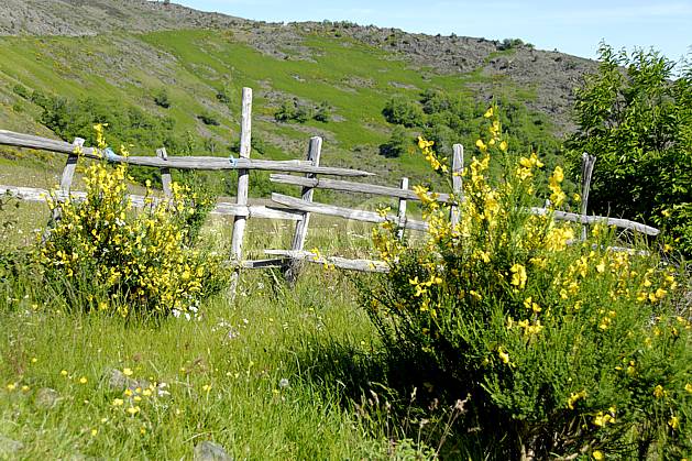 ae062449LE : Vieille barrière, Massif des Cévennes, Gard. randonnée pédestre Europe, CEE, sport, rando, loisir, action, sport de montagne, genêt, fleur, C02, C01 environnement, moyenne montagne (France).