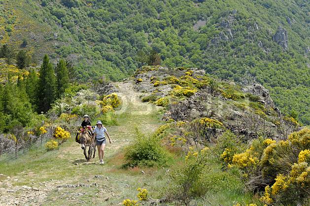 cs062414LE : Randonnée à dos d'âne, Massif des Cévennes, Gard. randonnée équestre Europe, CEE, loisir, action, randonnée équestre, randonnée, âne, sentier, sentier, fleur, genêt, C02, C01 enfant, famille, femme, moyenne montagne, paysage, personnage (France).