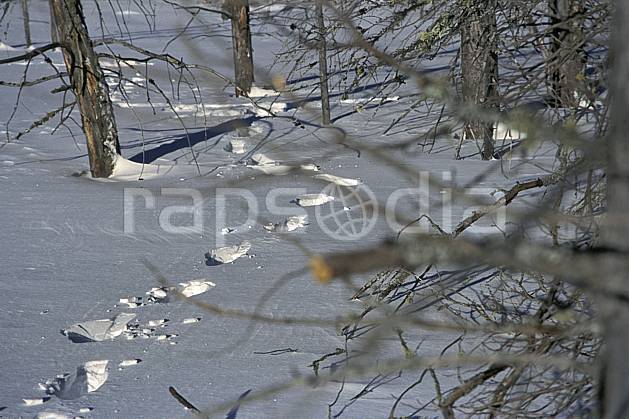 dg3096-10LE : Trace de pas dans la neige. randonnée pédestre Amérique du nord, Amérique, sport, rando, loisir, action, sport de montagne, trace, C02, C01 forêt (Canada Québec).