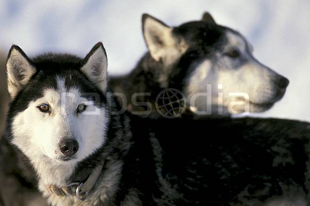 di0216-32LE : Chiens de traineau, Plateau de Pleine Joux, Haute-Savoie, Alpes. chiens de traineaux Europe, CEE, sport, loisir, action, sport de montagne, chien, portrait, C02, C01 Annecy 2018, faune, groupe, moyenne montagne (France).