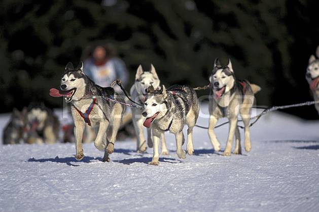 di0872-35LE : Chiens de traineau, Megève, Haute-Savoie, Alpes. chiens de traineaux Europe, CEE, sport, loisir, action, sport de montagne, amitié, chien, complicité, confiance, courir, entraide, C02, C01 faune, groupe, moyenne montagne, Annecy 2018 (France).