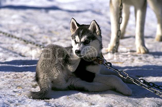 di0875-25LE : Chien de traineau, Megève, Haute-Savoie, Alpes. chiens de traineaux Europe, CEE, sport, loisir, action, sport de montagne, chien, C02, C01 faune, moyenne montagne, Annecy 2018 (France).