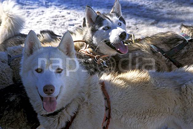 di2624-20LE : Chiens de traineau, Avoriaz, Haute-Savoie, Alpes. chiens de traineaux Europe, CEE, sport, loisir, action, sport de montagne, chien, C02, C01 faune, groupe, moyenne montagne, gros plan, Annecy 2018 (France).