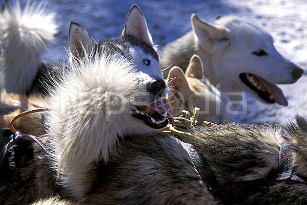 di2624-22LE : Chiens de traineau, Avoriaz, Haute-Savoie, Alpes. chiens de traineaux Europe, CEE, sport, loisir, action, sport de montagne, chien, C02, C01 faune, groupe, moyenne montagne, Annecy 2018 (France).