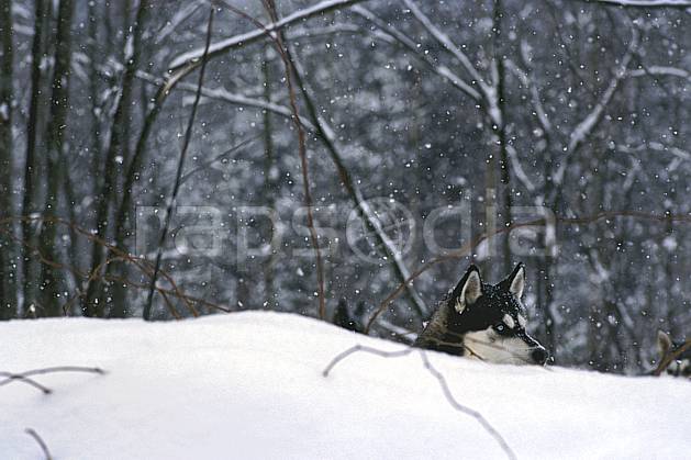 di3104-24LE : Chien de traineaux. chiens de traineaux Amérique du nord, Amérique, sport, loisir, action, sport de montagne, C02, C01 faune, forêt (Canada Québec).