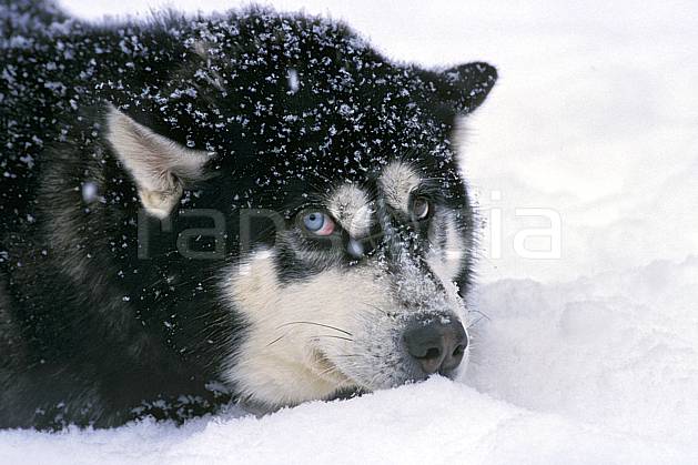 di3104-30LE : Chien de traineaux. chiens de traineaux Amérique du nord, Amérique, sport, loisir, action, sport de montagne, C02, C01 faune (Canada Québec).
