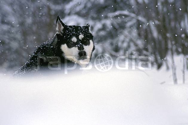 di3104-36LE : Chien de traineaux. chiens de traineaux Amérique du nord, Amérique, sport, loisir, action, sport de montagne, mauvais temps, vent, C02, C01 faune (Canada Québec).