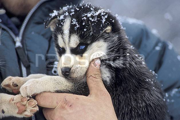 di3105-01LE : Jeune chien de traineaux. chiens de traineaux Amérique du nord, Amérique, sport, loisir, action, sport de montagne, C02, C01 faune, personnage (Canada Québec).