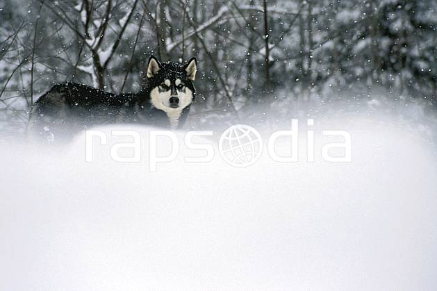 di3105-07LE : Chien de traineaux. chiens de traineaux Amérique du nord, Amérique, sport, loisir, action, sport de montagne, mauvais temps, vent, C02, C01 faune, forêt (Canada Québec).