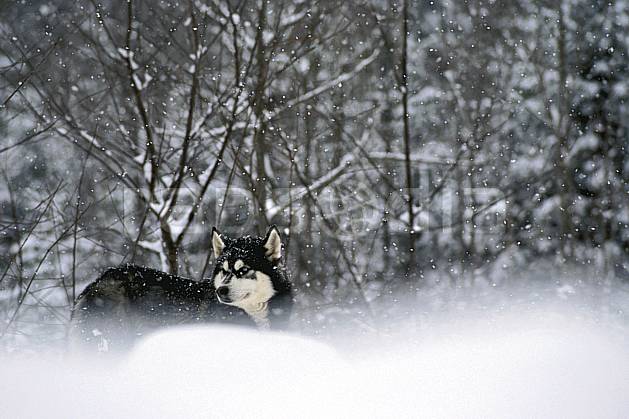 di3105-08LE : Chien de traineaux. chiens de traineaux Amérique du nord, Amérique, sport, loisir, action, sport de montagne, mauvais temps, vent, C02, C01 faune, forêt (Canada Québec).