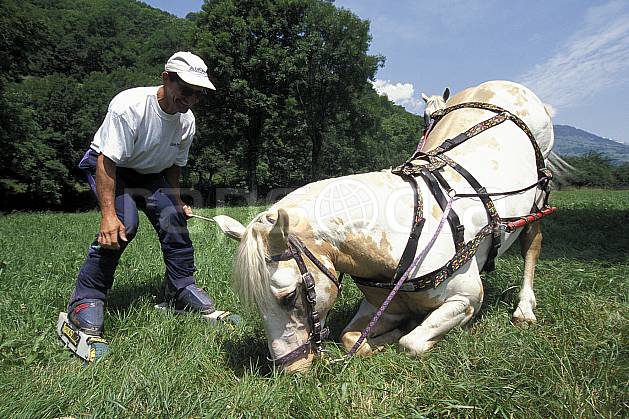 dl2744-09GE Ski Joëring sur herbe, Bourg Saint Maurice, Savoie, ski joering, Europe, CEE, sport, loisir, action, glisse, sport de montagne, sport d'hiver, ski, sport extrême, champ, cheval, complicité, confiance, dressage, herbe, faune, homme, moyenne montagne, personnage (France).
