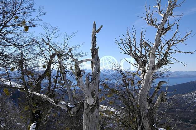 ea054831LE : Cerro Catedral, Bariloche, Patagonie. Amérique du sud, Amérique Latine, Amérique, C02, C01 arbre, moyenne montagne, paysage, voyage aventure (Argentine).