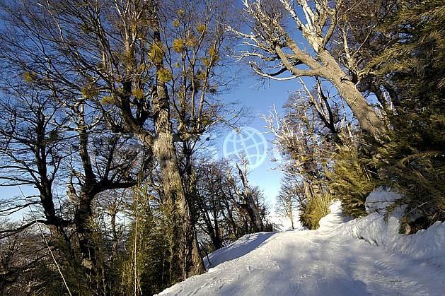 ea054832LE : Cerro Catedral, Bariloche, Patagonie. Amérique du sud, Amérique Latine, Amérique, route, C02, C01 arbre, moyenne montagne, paysage, voyage aventure (Argentine).