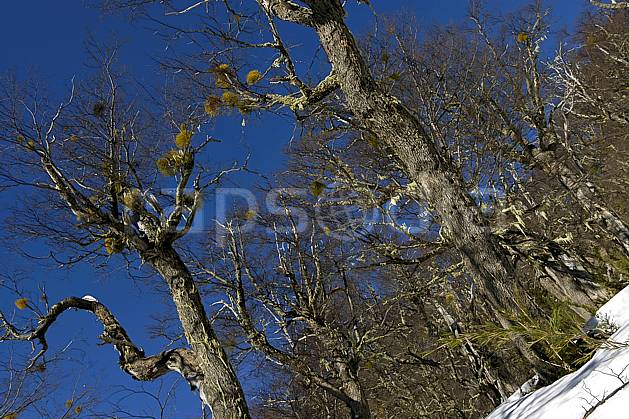 ea054835LE : Cerro Catedral, Bariloche, Patagonie. Amérique du sud, Amérique Latine, Amérique, C02, C01 arbre, moyenne montagne, voyage aventure (Argentine).