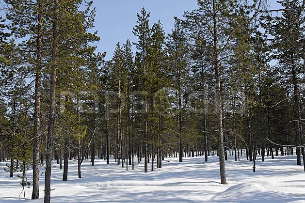 ea061664LE : Forêt de conifères, Laponie. Europe, CEE, C02, C01 arbre, forêt, paysage, voyage aventure (Finlande).