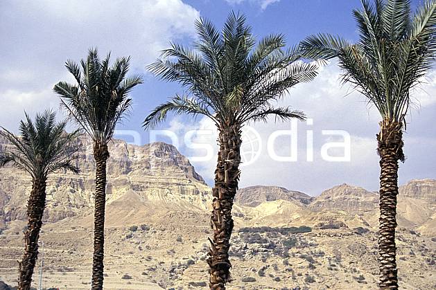 ea1133-36LE : Palmiers. Proche Orient, ciel nuageux, palmier, C02, C01 arbre, désert, paysage, voyage aventure (Israël).
