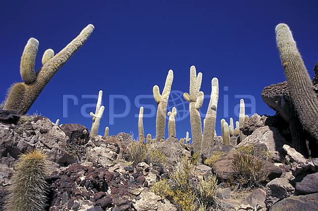 ea1218-25LE libre de droits Sud Lipez, Ile Pescado, Amérique du sud, Amérique Latine, Amérique, cactus, ciel bleu, C02, C01, désert, paysage, voyage aventure (Bolivie).
