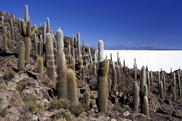 ea1218-31LE libre de droits Sud Lipez, Ile Pescado, Amérique du sud, Amérique Latine, Amérique, cactus, ciel bleu, désert de sel, C02, C01, désert, paysage, voyage aventure (Bolivie).