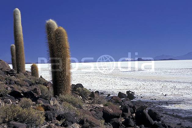 ea1219-30LE libre de droits Désert de sel, Uyuni, Sud Lipez, Amérique du sud, Amérique Latine, Amérique, cactus, ciel bleu, désert de sel, C02, C01, désert, paysage, voyage aventure (Bolivie).