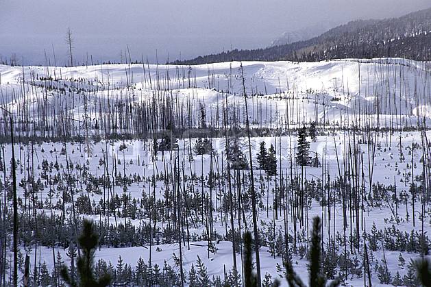 ea1984-03LE : Grand Teton National Park, Wyoming. Amérique du nord, ciel nuageux, C02, C01 arbre, paysage, voyage aventure (Usa).