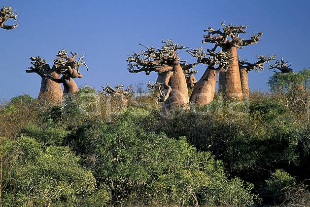 ea2268-24LE : Baobabs bouteille. Afrique, Afrique de l'est, baobab, ciel bleu, C02, C01 arbre, paysage, voyage aventure (Madagascar).