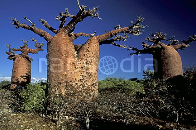 ea2268-25LE : Baobabs bouteille. Afrique, Afrique de l'est, baobab, ciel bleu, C02, C01 arbre, paysage, voyage aventure (Madagascar).