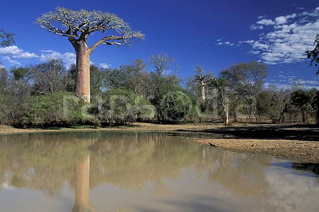 ea2278-11LE : Morondava. Afrique, Afrique de l'est, baobab, ciel bleu, C02, C01 arbre, paysage, rivière, voyage aventure (Madagascar).
