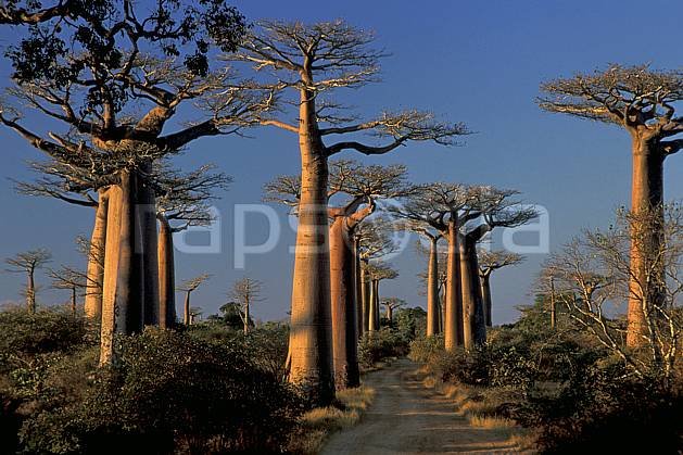 ea2278-26LE : L'Allée des Baobabs, Morondava. Afrique, Afrique de l'est, baobab, ciel bleu, C02, C01 arbre, paysage, voyage aventure (Madagascar).