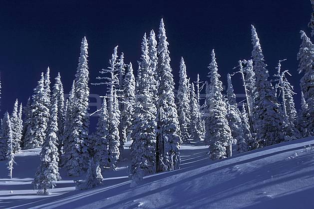 ea2605-16LE : Forêt enneigée, Colombie Britannique. Amérique du nord, Amérique, ciel bleu, sapin, C02, C01 arbre, forêt, paysage, voyage aventure (Canada).