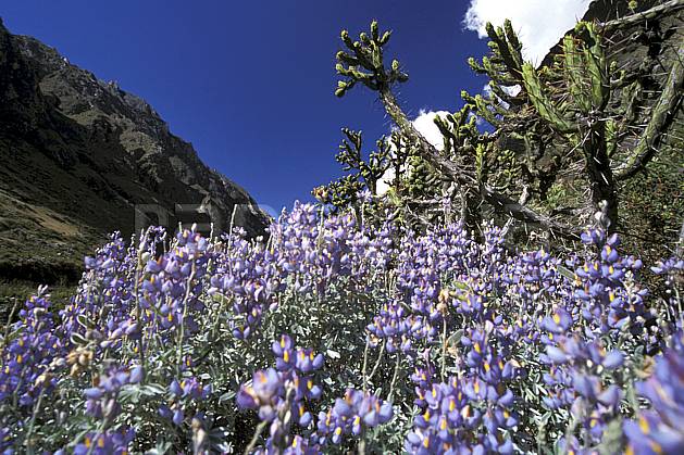 ea2725-37LE : Quebrada Santa Cruz. Amérique du sud, Amérique Latine, cactus, ciel bleu, fleur, fleur violette, C02, C01 flore, paysage, voyage aventure (Pérou).
