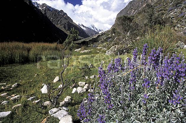 ea2726-09LE : Quebrada Santa Cruz. Amérique du sud, Amérique Latine, ciel nuageux, fleur, fleur violette, C02, C01 flore, paysage, voyage aventure (Pérou).
