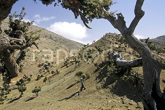 ea3165-01LE : Trek Maroc. Afrique, Afrique du nord, C02, C01 arbre, désert, moyenne montagne, paysage, voyage aventure (Maroc).