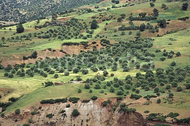 ea3166-04LE : Trek Maroc. Afrique, Afrique du nord, champ, C02, C01 arbre, forêt, moyenne montagne, paysage, voyage aventure (Maroc).