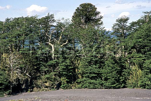ea3186-05LE : Patagonie. Amérique du sud, Amérique Latine, Amérique, C02, C01 arbre, forêt, moyenne montagne, paysage, voyage aventure (Argentine).