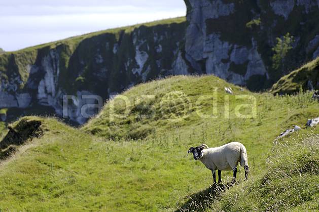eb071805LE : Mouton irlandais, Benmore (Fairhead), Murlough Bay, Ulster (Irlande du Nord). Europe, CEE, littoral, mouton, C02 faune, mer, personnage, voyage aventure (Irlande Royaume-Uni).