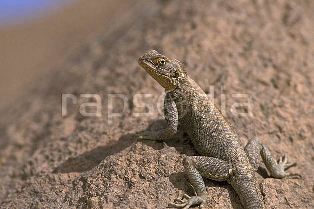 ec0357-16LE : Lézard. Afrique, Afrique du nord, lézard, C02, C01 faune, voyage aventure, gros plan (Algérie).