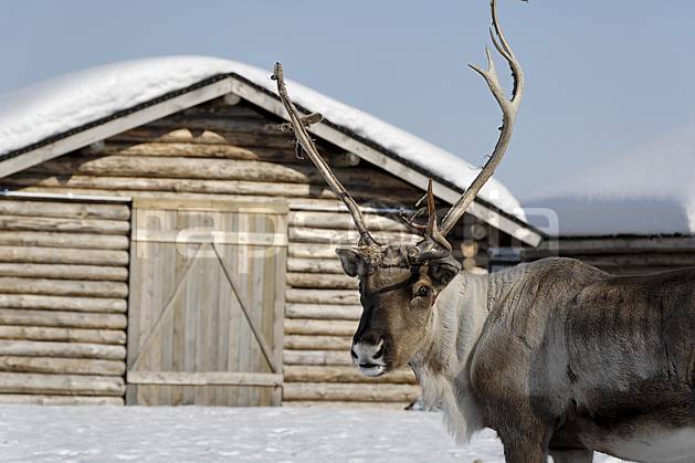 ec061673LE : Renne, Vuotso, Laponie. Europe, CEE, traineau, cabane, cabane, C02, C01 faune, voyage aventure (Finlande).
