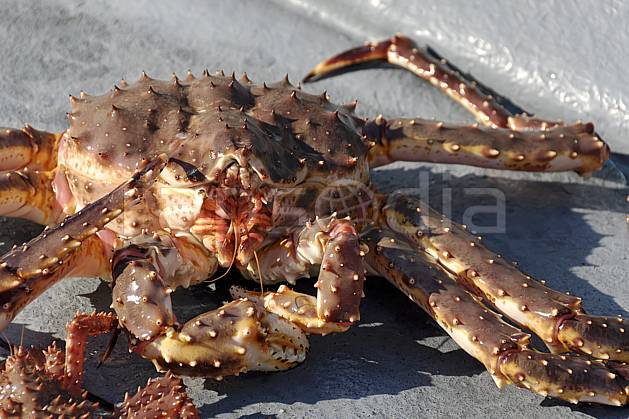 ec061944LE : Crabe géant, red king crab, près de Kirkenes, mer de Barents. pêche Europe, CEE, loisir, C02, C01 faune, mer, voyage aventure (Norvège).