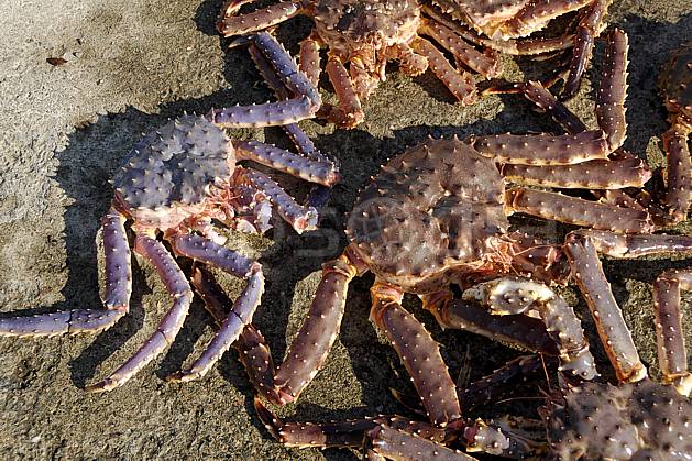 ec061970LE : Crabes géants, red king crabs, près de Kirkenes, mer de Barents. pêche Europe, CEE, loisir, C02, C01 faune, mer, voyage aventure (Norvège).